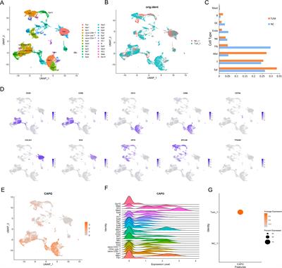 Identification of CAPG as a potential prognostic biomarker associated with immune cell infiltration and ferroptosis in uterine corpus endometrial carcinoma